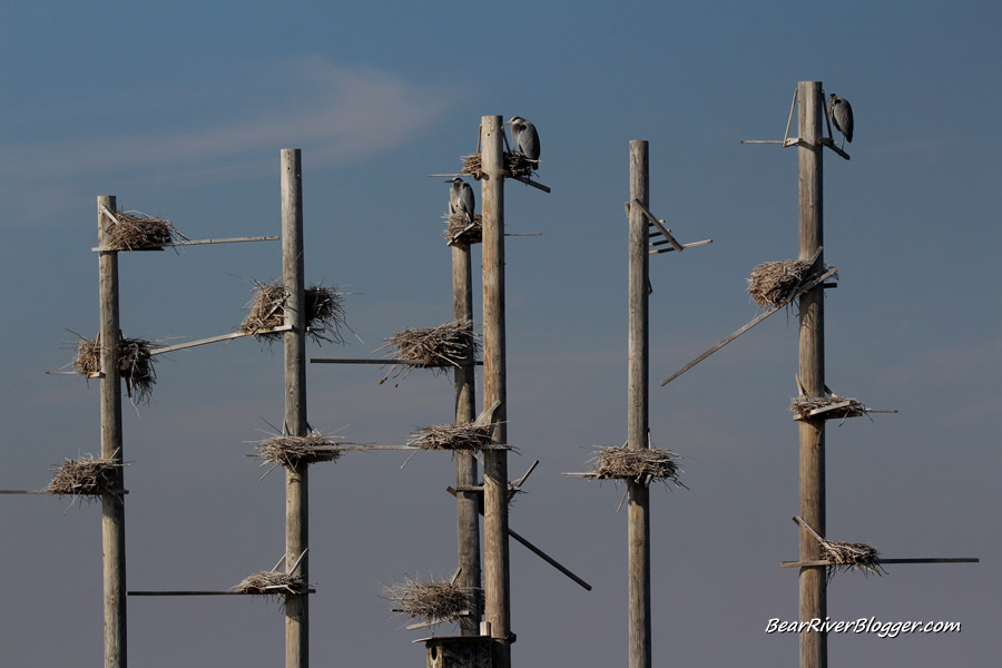 three great blue herons sitting on the rookery at farmington bay