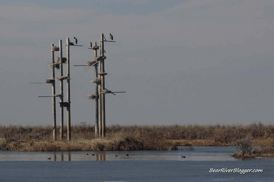 great blue heron rookery at farmington bay