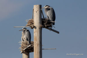 two great blue herons on the heron rookery at farmington bay