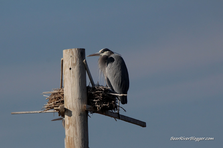 great blue heron on a nest at the farmington bay heron rookery