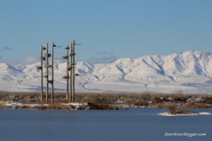 great blue heron rookery in front of antelope island