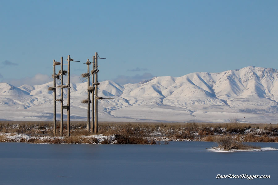 great blue heron rookery in front of antelope island