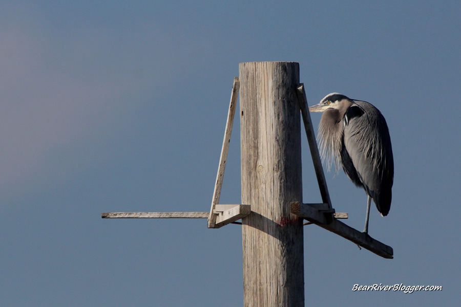 great blue heron rookery at farmington bay