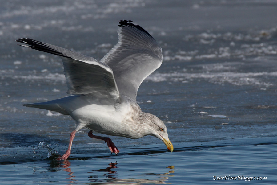 herring gull diving into the water on the bear river migratory bird refuge