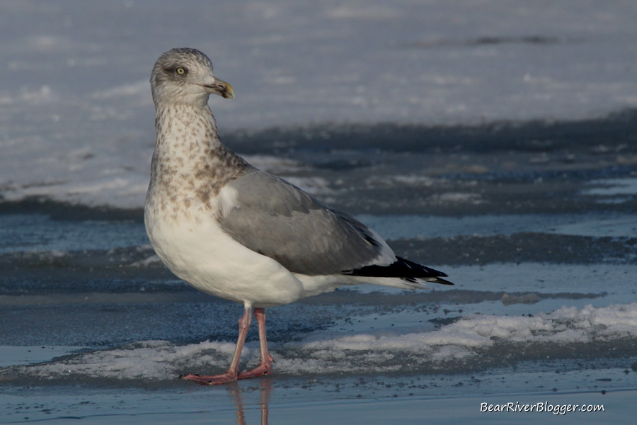 herring gull on the ice at the bear river migratory bird refuge