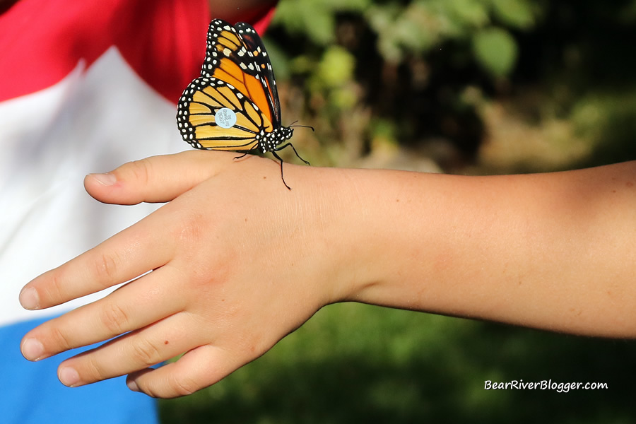 tagged monarch butterfly