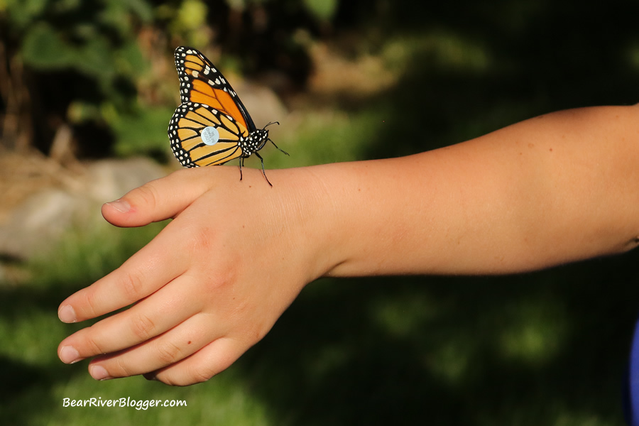 monarch butterfly on a persons wrist