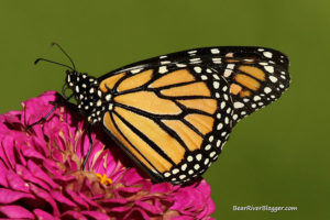 monarch butterfly on a flower