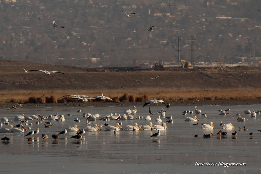 American white pelicans at Farmington bay