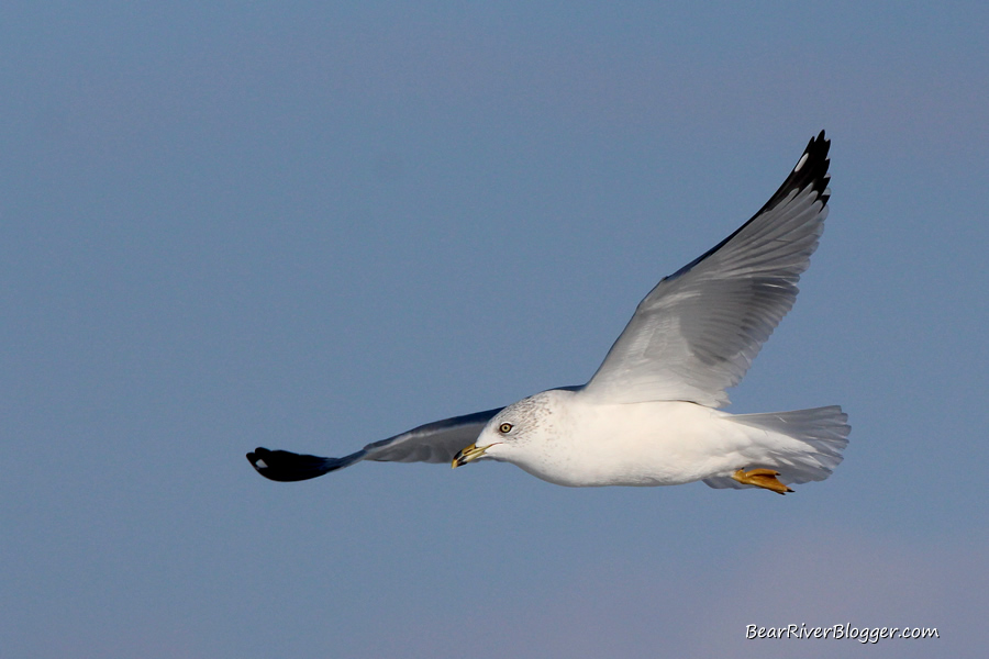 ring-billed gull in flight on the bear river migratory bird refuge