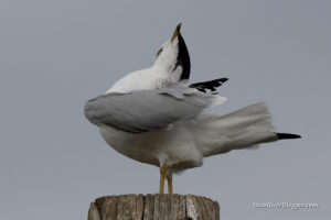 ring-billed gull on a pole at farmington bay