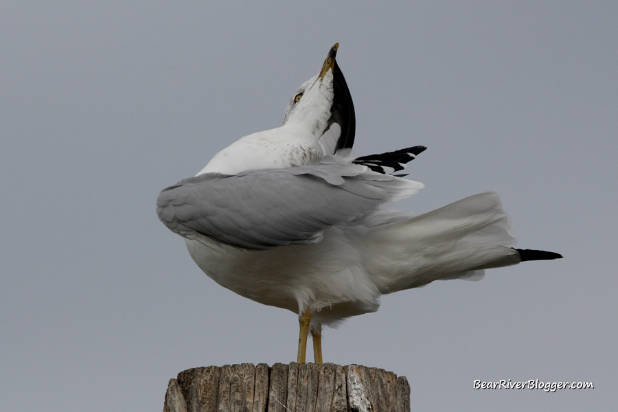 ring-billed gull on a pole at farmington bay