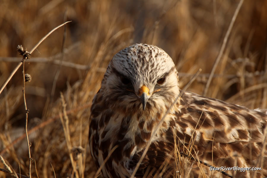 close-up of a rough-legged hawk on the bear river migratory bird refuge