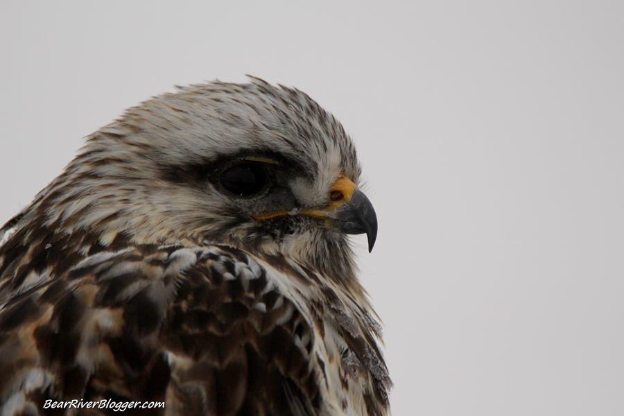 head shot of a rough-legged hawk on the bear river migratory bird refuge