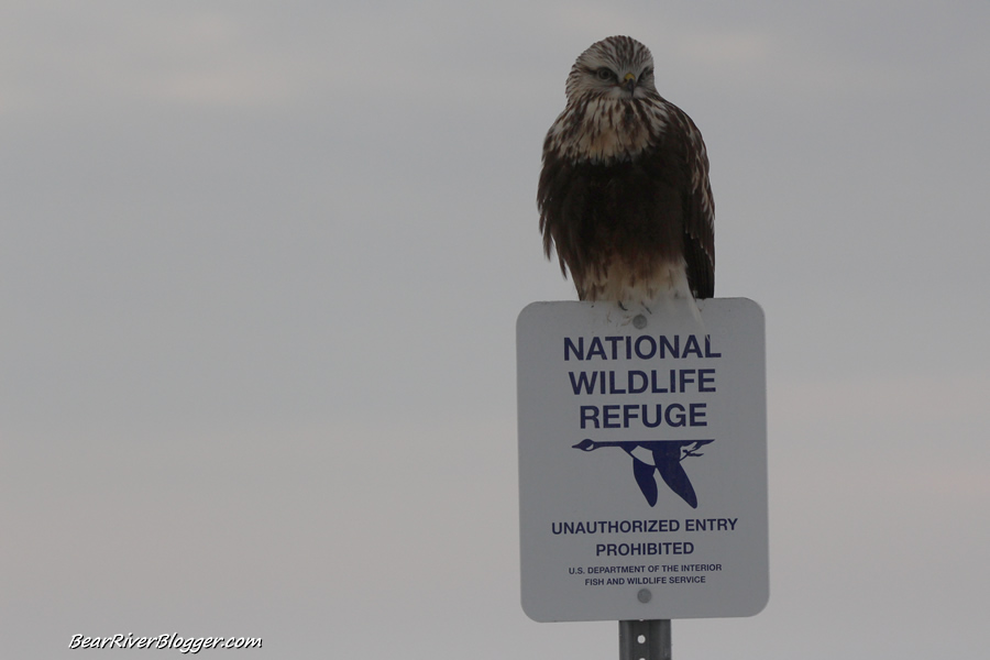 rough-legged hawk perched on a sign on the bear river migratory bird refuge