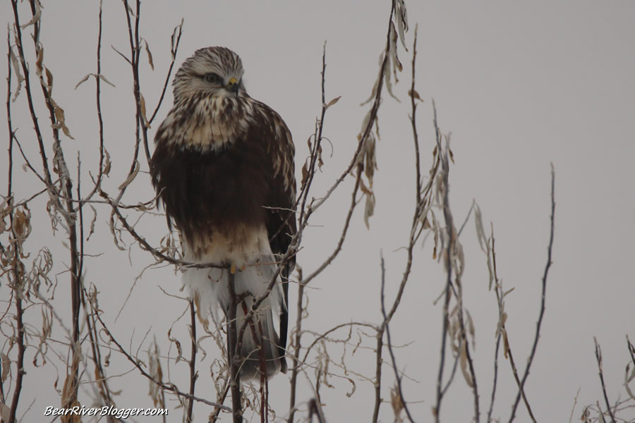 rough legged hawk in a tree on the bear river migratory bird refuge