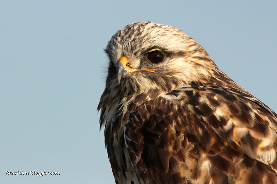 close-up of a rough-legged hawk