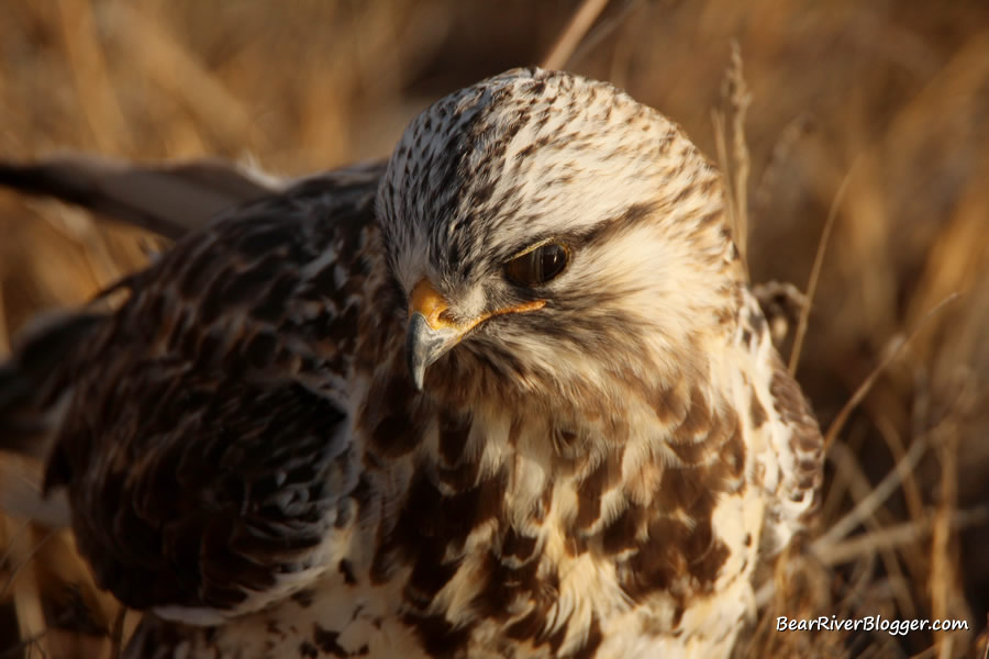 rough legged hawk on the bear river migratory bird refuge hunting rodents