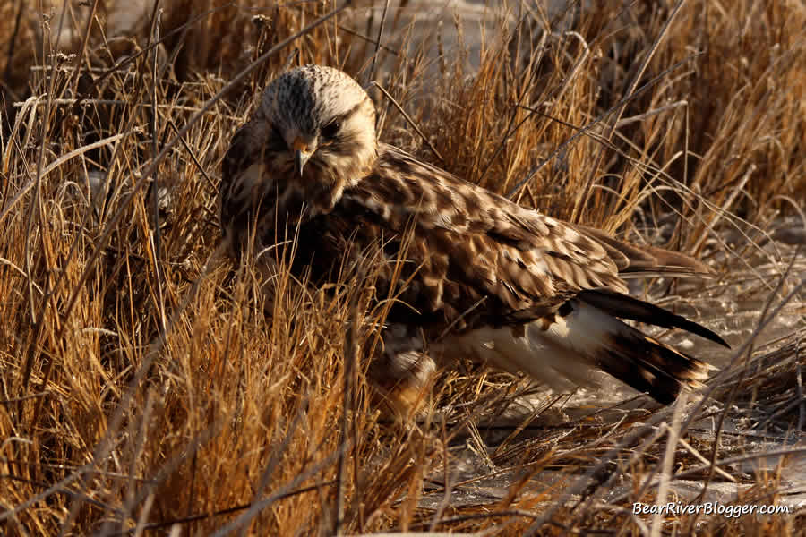 rough legged hawk on the bear river migratory bird refuge searching for a rodent