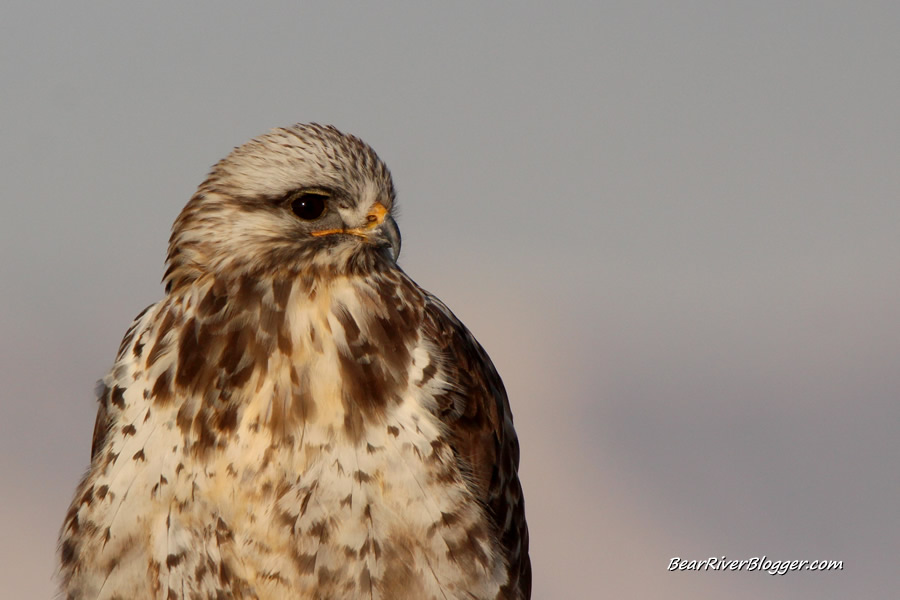 close-up of a rough-legged hawk