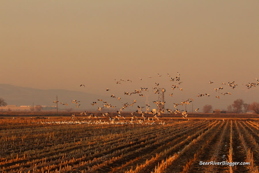 snow geese landing in a field in corinne utah