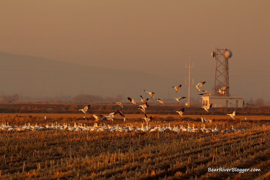 snow geese in a corn field in box elder county utah