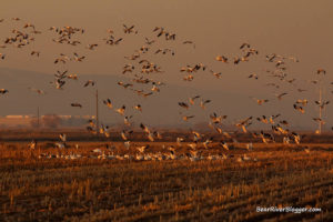 snow geese landing in a corn field
