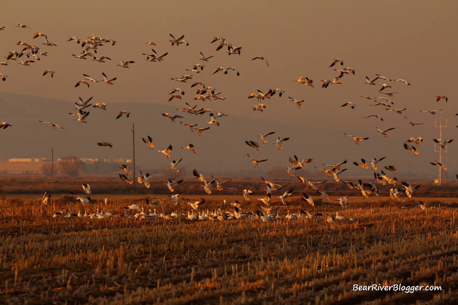 snow geese landing in a corn field