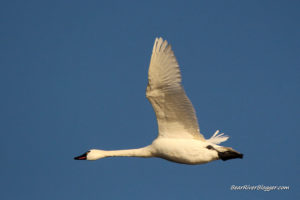 tundra swan flying against a blue sky