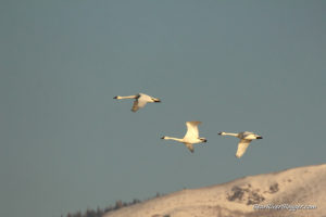 tundra swans flying by at farmington bay