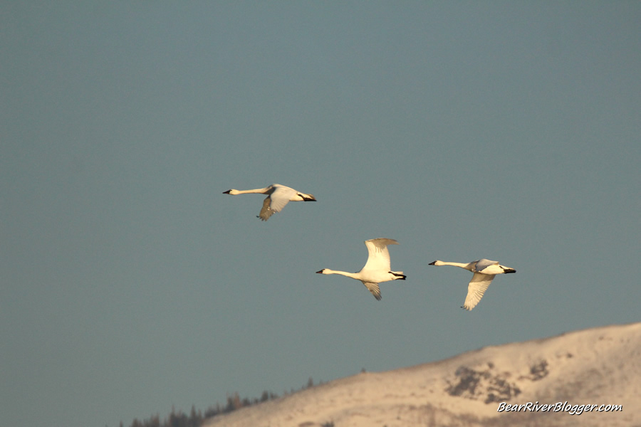 tundra swans flying by at farmington bay