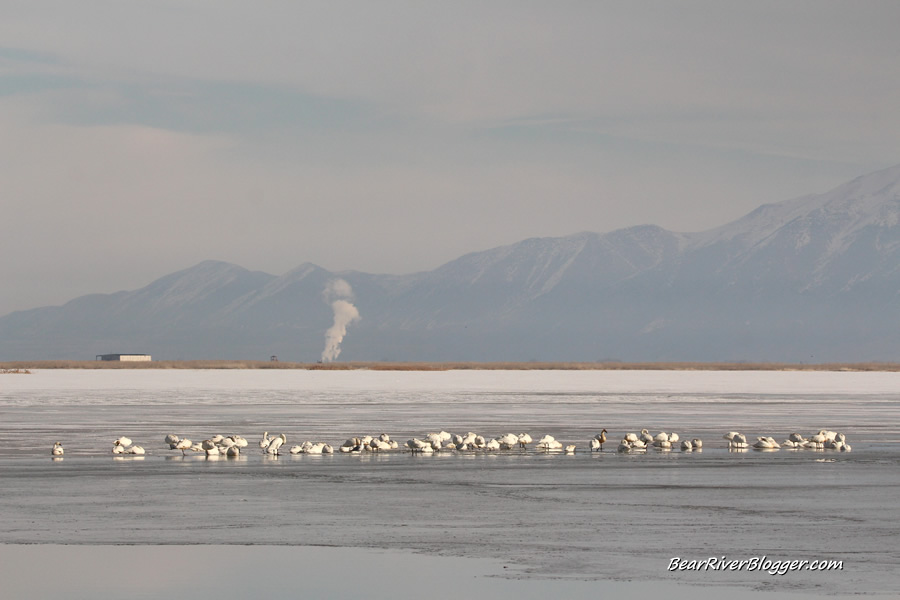 flock of tundra swans on the ice on the bear river migratory bird refuge