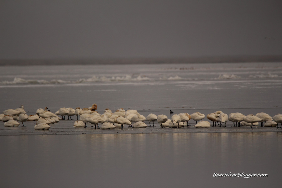 tundra swans on the ice at the bear river migratory bird refuge auto tour route