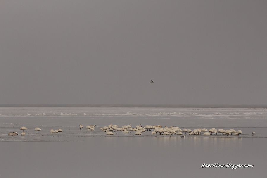 tundra swans on the ice on the bear river migratory bird refuge auto tour route