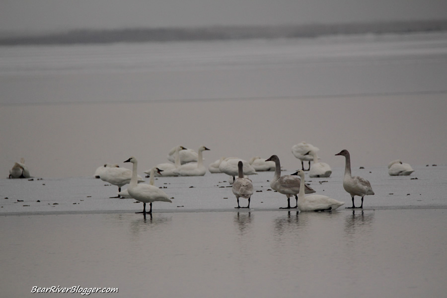 tundra swans on the bear river migratory bird refuge