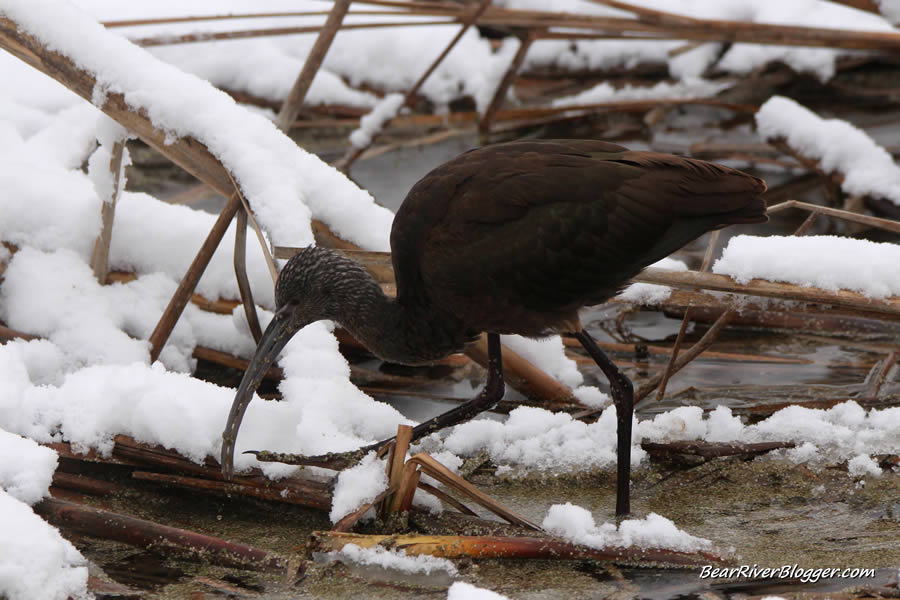 white faced ibis feeding in the snow