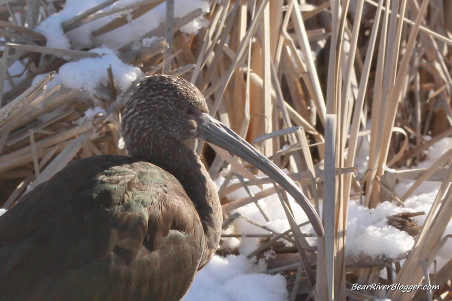 white faced ibis in the snow