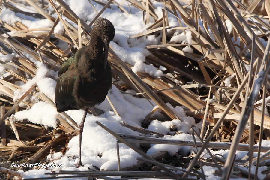 white-faced ibis in the snow at farmington bay wma