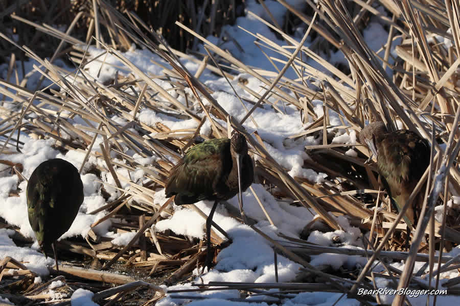 white-faced ibis in the snow at farmington bay wma