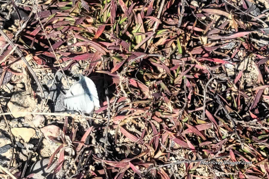 small white butterfly on the ground at farmington bay