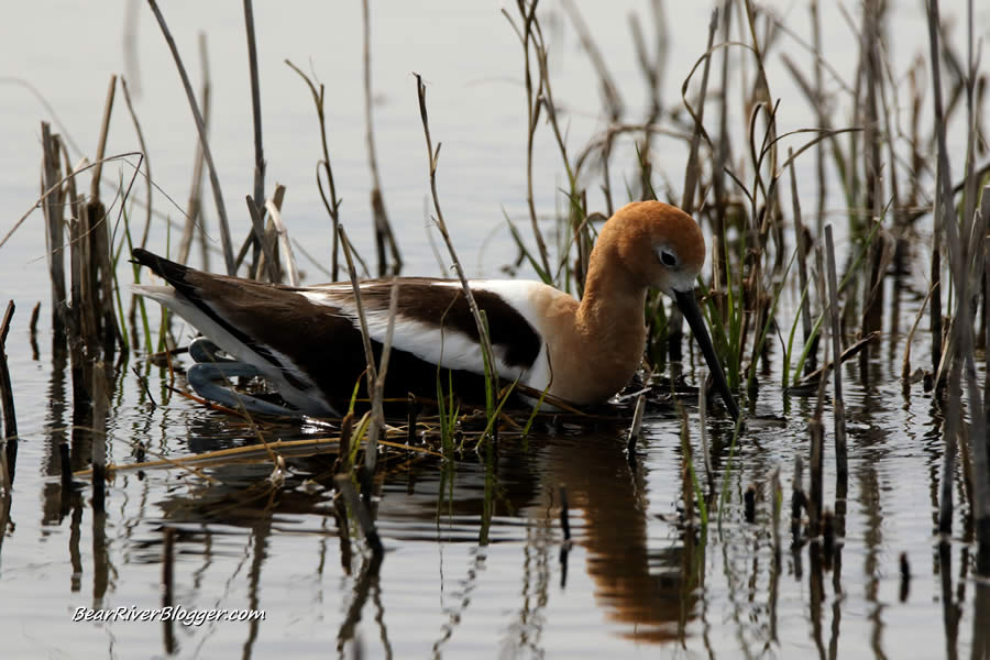 american avocet on a flooded nest on the bear river migratory bird refuge