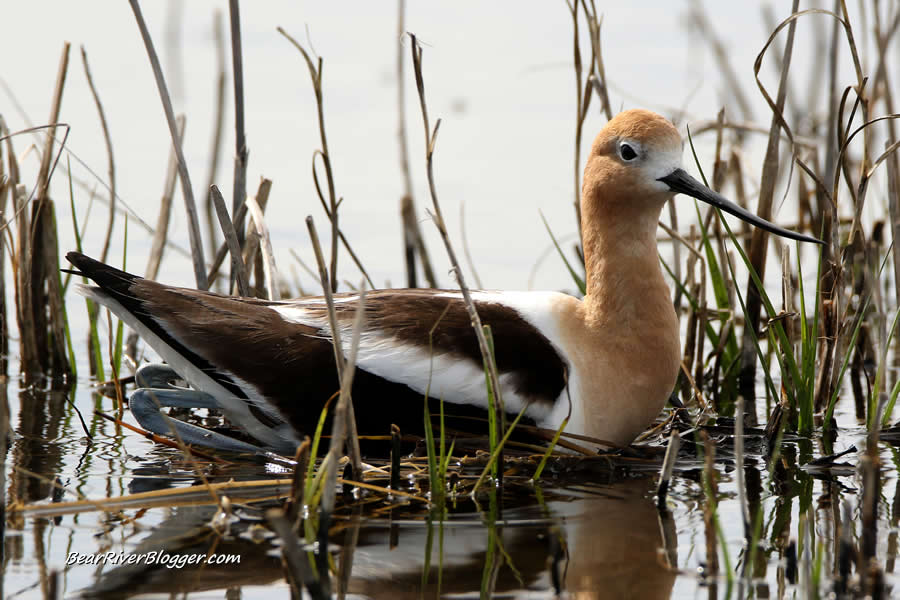 american avocet on a flooded nest