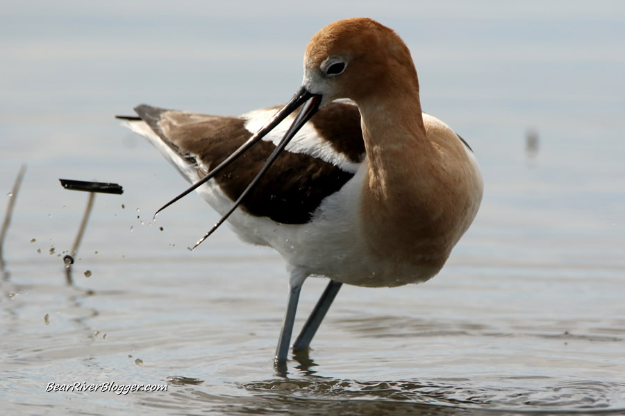 american avocet on the bear river migratory bird refuge trying to save a flooded nest