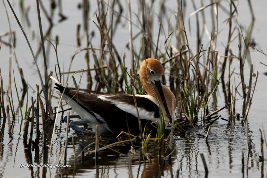 an american avocet building up a flooded out nest on the bear river migratory bird refuge