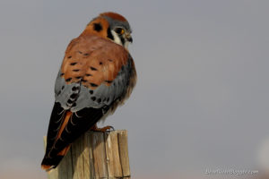 american kestrel on a wooden fence post