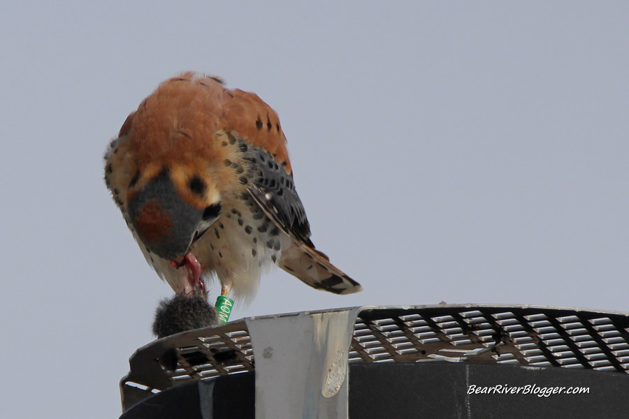 leg banded american kestrel on antelope island