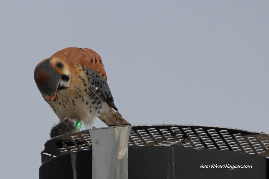 american kestrel eating a mouse at antelope island