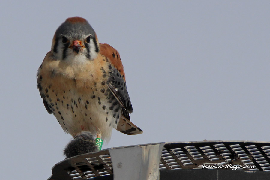 leg banded american kestrel on antelope island