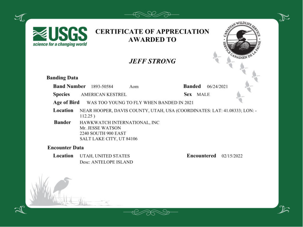 band certificate for an american kestrel