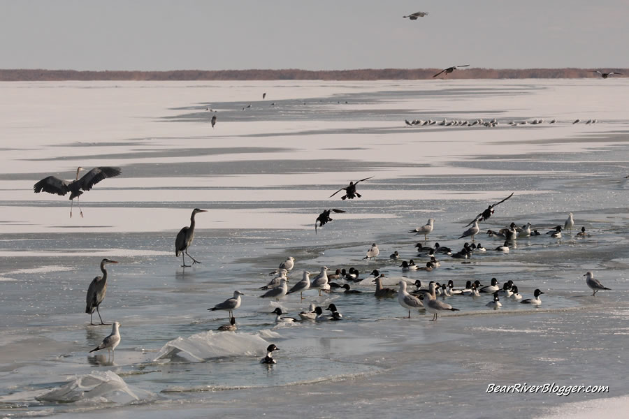 gulls, goldeneye ducks, and great blue herons on the ice at the bear river migratory bird refuge